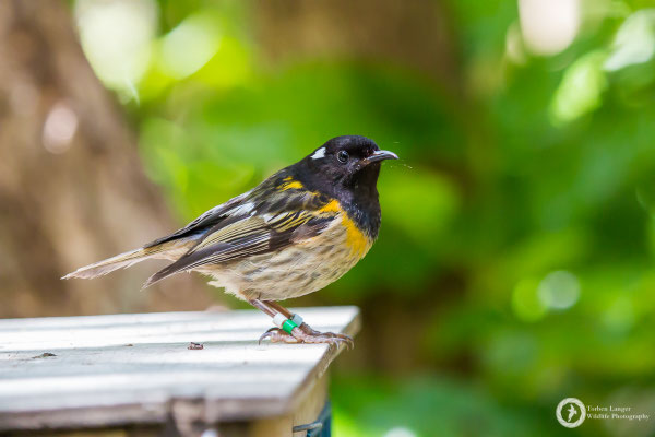 Notiomystis cincta / Stitchbird / Stichvogel / Hihi ♂