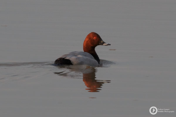 Common Pochard