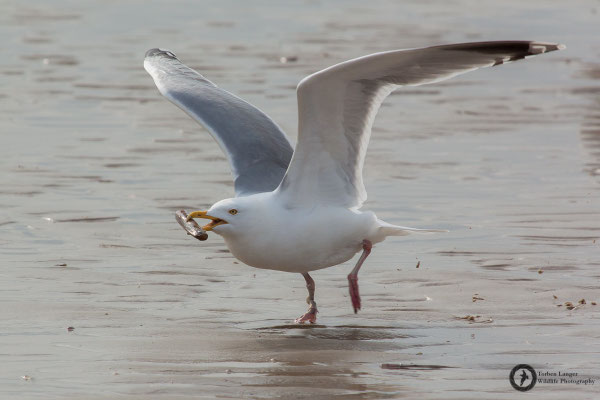 Larus argentatus / European Herring Gull / Silbermöwe