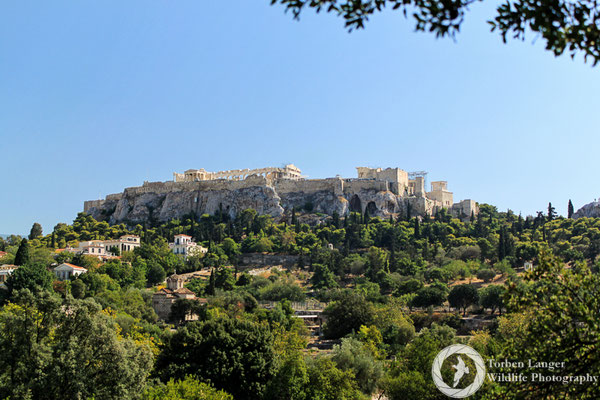 The Acropolis