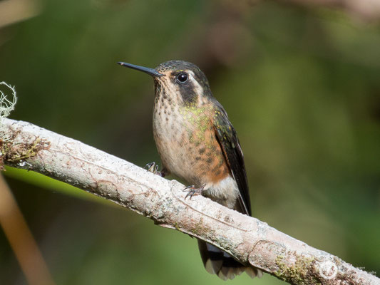 Speckled Hummingbird