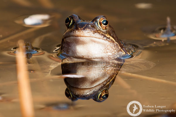Rana temporaria / Common Frog / Grasfrosch