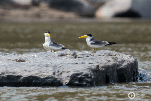 Phaetusa simplex / Large-billed Tern / Großschnabel-Seeschwalbe