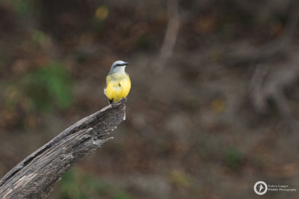 Tyrannus melancholicus / Tropical Kingbird / Trauerkönigstyrann