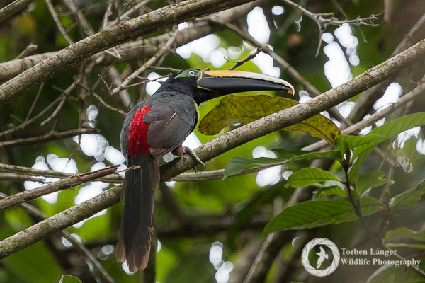 Pteroglossus plucinctus / Many-banded Araçari / Doppelbindenarassari