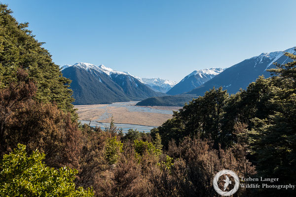 Hiking in Craigieburn Forest Park