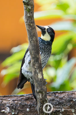 Melanerpes formicivorus / Acorn Woodpecker / Eichelspecht ♀