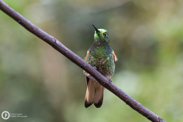 Boissonneaua flavescens - Buff-tailed Coronet - Fahlschwanzkolibri