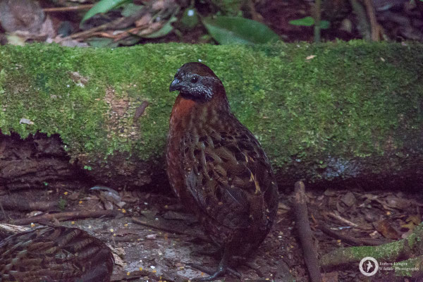 Rufous-breasted Wood-Quail