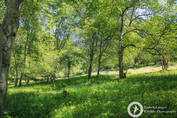 Walnut forest around Arslanbob