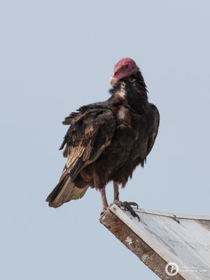 Turkey Vulture