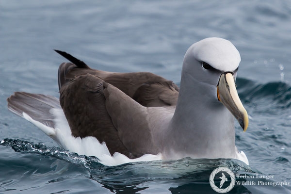 Thalassarche salvini / Salvin's Albatross / Salvinalbatros