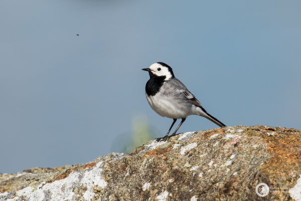 Motacilla alba / White Wagtail / Bachstelze