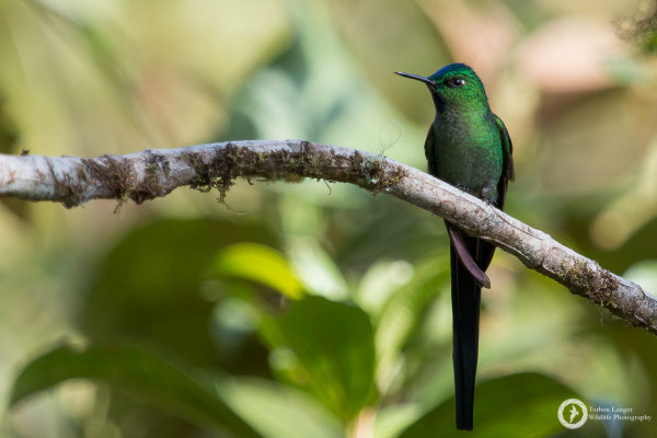Long-tailed Sylph