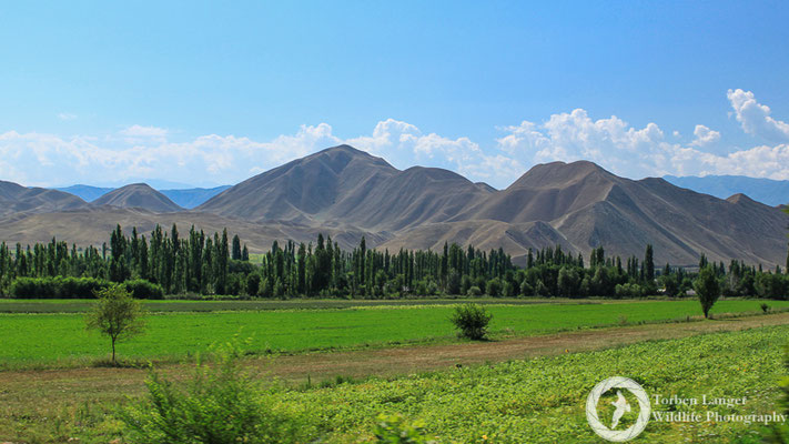 Agricultural land around Toktogul