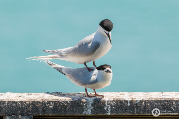 Sterna striata / White-fronted Tern / Weißstirn-Seeschwalbe