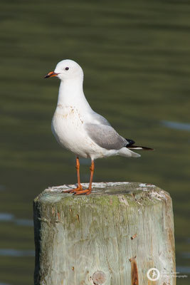 Larus novaehollandiae / Silver Gull / Silberkopfmöwe