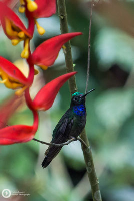 Campylopterus villaviscensio - Napo Sabrewing - Napodegenflügel ♂