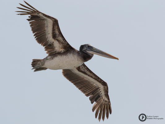 Pelecanus thagus / Peruvian Pelican / Chilepelikan