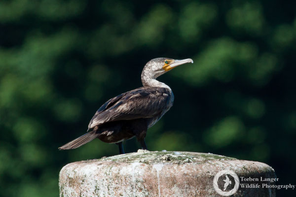 Phalacrocorax carbo / Great Cormorant / Kormoran