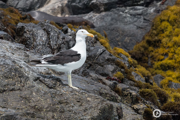 Kelp Gull