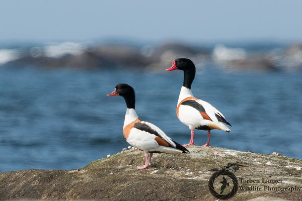Tadorna tadorna / Common Shelduck / Brandgans