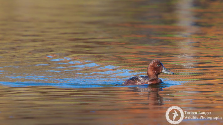 Aythya nyroca / Ferruginous Duck / Moorente ♂
