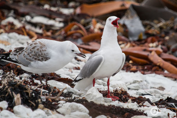 Larus novaehollandiae / Silver Gull / Silberkopfmöwe