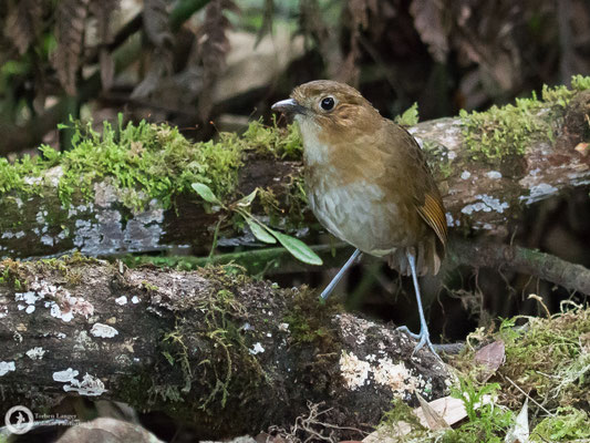 Grallaria milleri / Brown-banded Antpitta / Brustband-Ameisenpitta