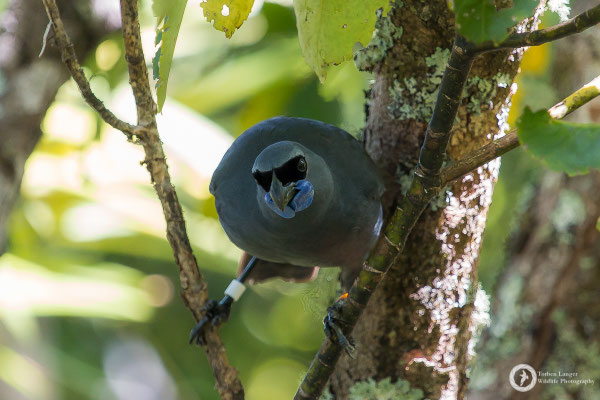 Callaeas wilsoni / North Island Kokako / Graulappenvogel