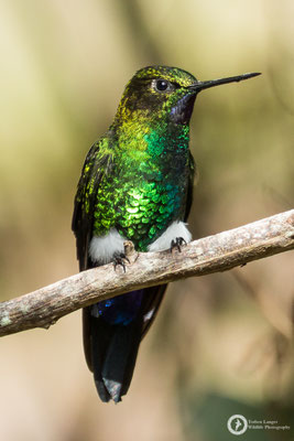 Eriocnemis vestita - Glowing Puffleg - Violettkehl-Höschenkolibri ♂
