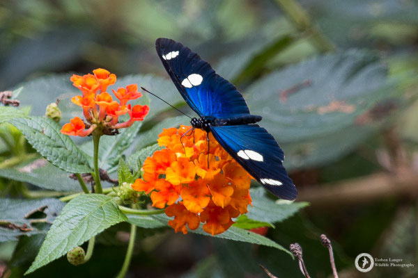 Butterfly / Schmetterling