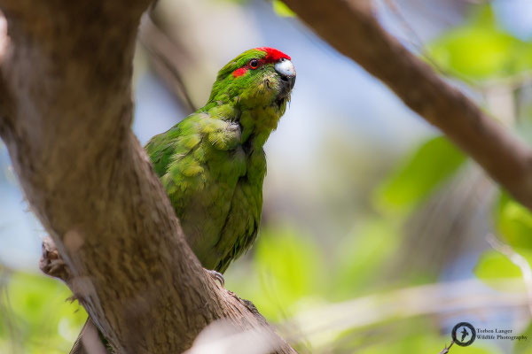 Cyanoramphus novaezelandiae / Red-fronted Parakeet / Ziegensittich