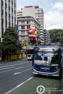 Christmas in Auckland