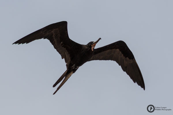 Fregata magnificens / Magnificent Frigatebird / Prachtfregattvogel ♂