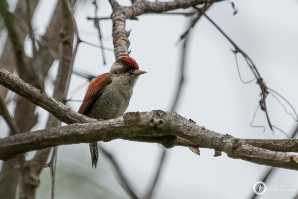 Scarlet-backed Woodpecker