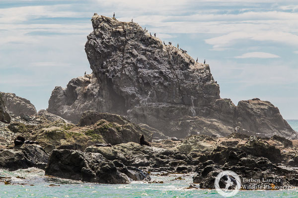 A bird rock close to Kaikoura