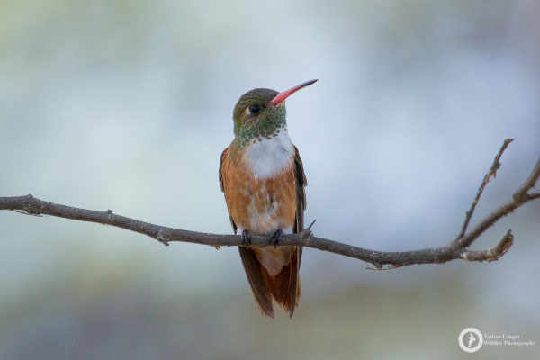 Amazilia Hummingbird