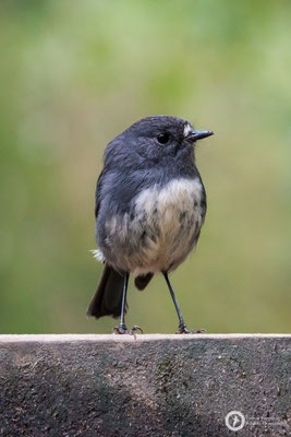 Petroica australis / South Island Robin / Südinselschnäpper