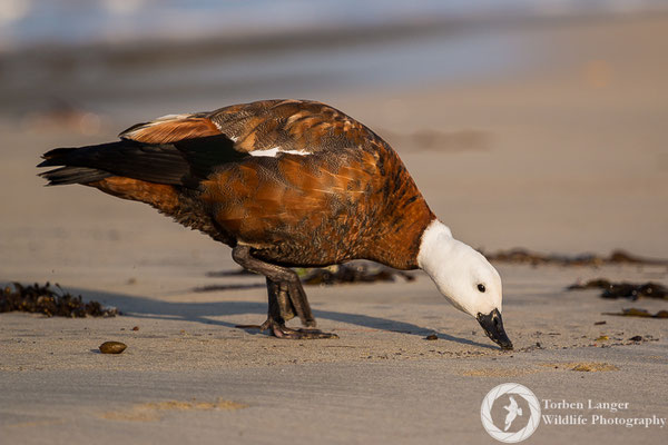 Tadorna variegata / Paradise Shelduck / Paradieskasarka ♀