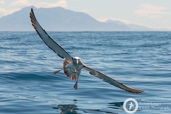 Thalassarche salvini / Salvin's Albatross / Salvinalbatros