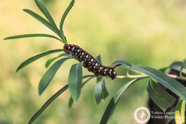 Caterpillar