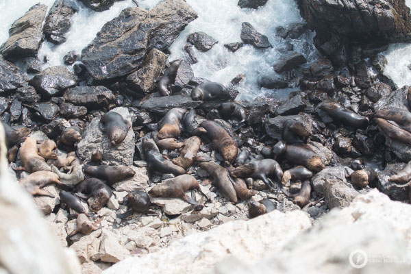 Otaria flavescens / South American Sea Lion / Mähnenrobbe