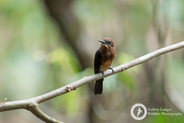 Brachygalba lugubris / Brown Jacamar / Braunbrust-Glanzvogel
