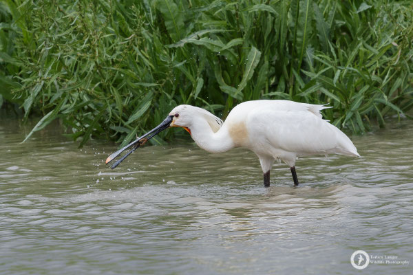 Eurasian Spoonbill having a crayfish