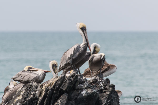 Pelecanus occidentalis / Brown Pelican / Braunpelikan