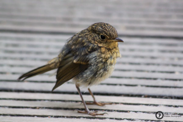 Erithacus rubecula / European Robin / Rotkehlchen juv.