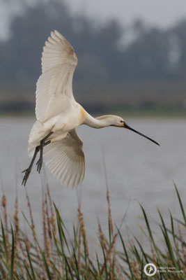 Eurasian Spoonbill
