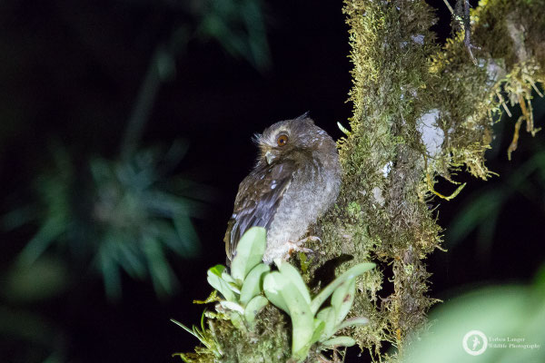 Xenoglaux loweryi / Long-whiskered Owlet / Peruanerkauz