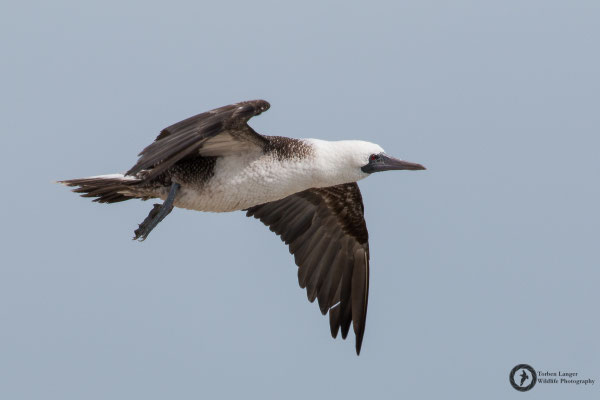 Sula variegata / Peruvian Booby / Guanotölpel